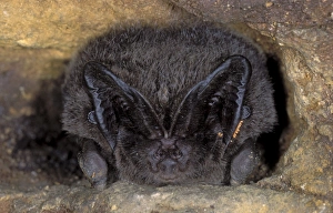Images Dated 9th November 2011: Western Barbastelle Bat - hibernation at cave - NP Bohemian forest - Czech Republic