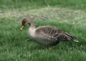 Images Dated 11th December 2006: Western Bean Goose - Standing on grass