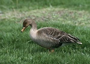 Images Dated 11th December 2006: Western Bean Goose - Standing on grass