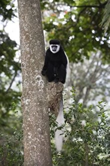 Western Black-and-white Colobus Monkey