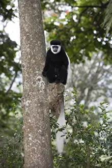 Western Black-and-white Colobus Monkey. Awasa - Arsi Region - Ethiopia