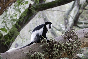 Images Dated 23rd August 2005: Western Black-and-white Colobus Monkey. Awasa - Arsi Region - Ethiopia
