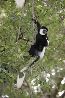 Images Dated 23rd August 2005: Western Black-and-white Colobus Monkey. Awasa - Arsi Region - Ethiopia
