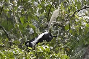 Images Dated 6th August 2006: Western Black-and-white Colobus Monkey