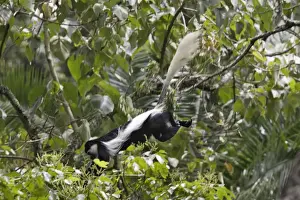 Western Black-and-white Colobus Monkey
