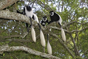 Images Dated 10th August 2006: Western Black-and-white Colobus Monkey Awassa Ethiopia