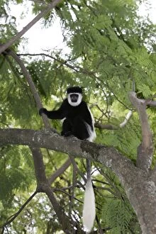 Images Dated 11th August 2005: Western Black-and-white Colobus Monkey Ethiopia