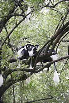 Western Black-and-white Colobus Monkey - group