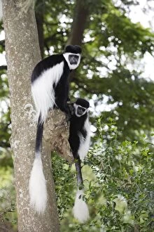 Images Dated 12th August 2005: Western Black-and-white Colobus Monkey - two. Awasa - Arsi Region - Ethiopia