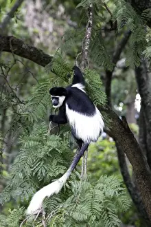Branches Prints: Western Black-and-white / King Colobus Monkey. Awasa - Arsi Region - Ethiopia