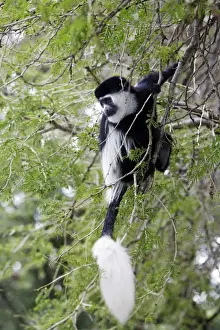 Western Black-and-white / King Colobus Monkey. Awasa - Arsi Region - Ethiopia