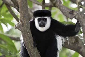 Images Dated 11th August 2005: Western Black-and-white / King Colobus Monkey. Awasa - Arsi Region - Ethiopia