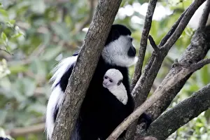 Western Black-and-white / King Colobus Monkey - with baby. Awasa - Arsi Region - Ethiopia