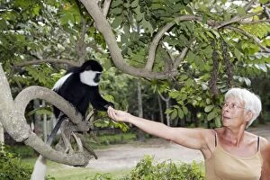 Images Dated 22nd August 2005: Western Black and White Colobus Monkey / King Colobus