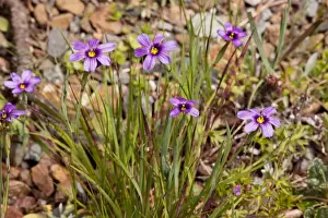 Iridaceae Prints: Western Blue-eyed Grass / Californian Blue-eyed Grass