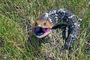 Displaying Gallery: Western Blue Tongue / Shingleback - opening mouth and exposing blue tongue in threat display