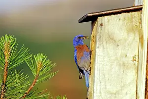 Colorful Prints: Western Bluebird - Male, bringing insect back to young in nest box