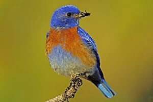 Images Dated 21st May 2004: Western bluebird - Male Columbia River Gorge, Oregon, Pacific Northwest, USA. May. B8030