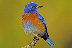 Images Dated 21st May 2004: Western bluebird - Male Columbia River Gorge, Oregon, Pacific Northwest, USA. May. B8030