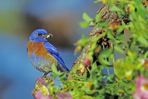 Western bluebird - Male with insect on perch surrounded by wild rose blossoms. Columbia River Gorge, Oregon, Pacific Northwest, USA May. B8028