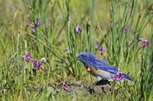 Bluebirds Gallery: Western Bluebird - male - amongst Shooting Stars