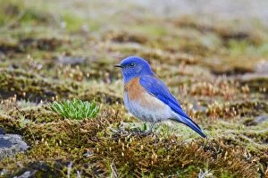 Bluebirds Gallery: Western Bluebird - on rocky outcropping covered