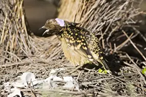 Western Bowerbird - Near its bower in Olive Pink Botanic Gardens, Alice Springs, Northern Territory, Australia