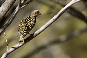 Western Bowerbird - Olive Pink Botanic Gardens, Alice Springs, Northern Territory, Australia