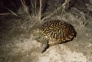 Western Box Turtle