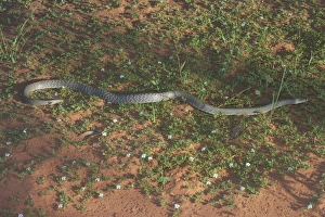 Images Dated 2004 March: 18 Mar 2004 Collection