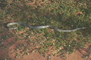 Venom Prints: Western Brown Snake - An extremely dangerous fast moving snake