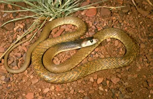 Snake Gallery: Western brown snake (Gwardar) - juvenile