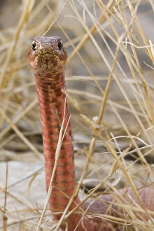 Images Dated 21st May 2012: Western Coachwhip (Masticophis flagellum)