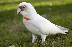 Corella Prints: Western Corella. Inhabit tree-lined watercourses and adjacent plains