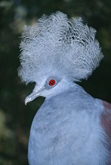 Images Dated 7th April 2009: Western crowned-pigeon. Also known as: Blue crowned-pigeon, common crowned pigeon
