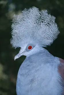 Western crowned-pigeon. Also known as: Blue crowned-pigeon, common crowned pigeon, great goura and masked pigeon