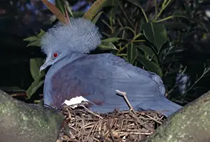 Western crowned-pigeon. Also known as: Blue crowned-pigeon, common crowned pigeon, great goura and masked pigeon - incubating eggs in nest