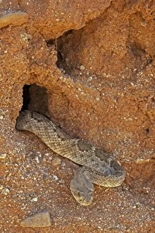 Rattlesnakes Collection: Western Diamond-backed Rattlesnake - emerging from winter hibernation site - March 2011 - Arizona
