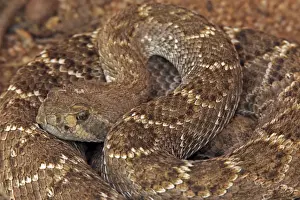 Western Diamond-backed Rattlesnake - emerging from winter hibernation site - March 2011 - Arizona - Sonoran desert