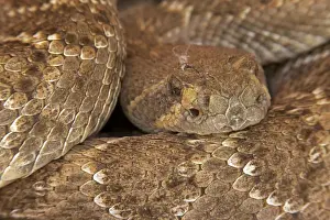 Western Diamond-backed Rattlesnake - emerging from winter hibernation site - March 2011 - Arizona - Sonoran desert