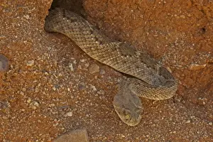 Western Diamond-backed Rattlesnake - emerging from winter hibernation site - March 2011 - Arizona - Sonoran desert