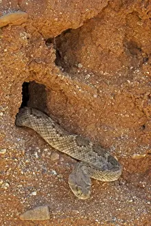 Dangerous Prints: Western Diamond-backed Rattlesnake - emerging from winter hibernation site - March 2011 - Arizona - Sonoran desert