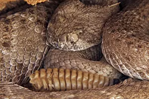 Western Diamond-backed Rattlesnake - emerging from winter hibernation site - March 2011 - Arizona - Sonoran desert