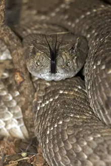 Western Diamond-backed Rattlesnake - emerging from winter hibernation site - March 2011 - Arizona - Sonoran desert