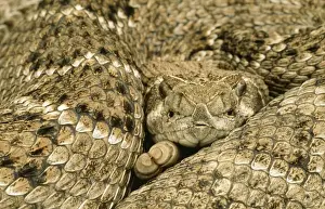 Western Diamond Back Rattlesnake Texas, USA