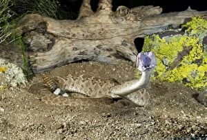 Atrox Gallery: Western Diamondback Rattlesnake