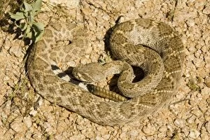 Images Dated 21st March 2005: Western Diamondback Rattlesnake