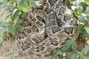 Images Dated 30th April 2012: Western Diamondback Rattlesnake