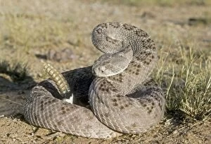 Rattlesnakes Collection: Western Diamondback Rattlesnake - Arizona - USA