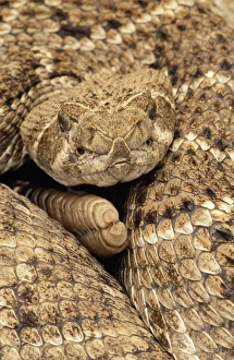 Images Dated 10th March 2005: Western Diamondback Rattlesnake - Coiled, close-up showing head & rattle. Texas, USA